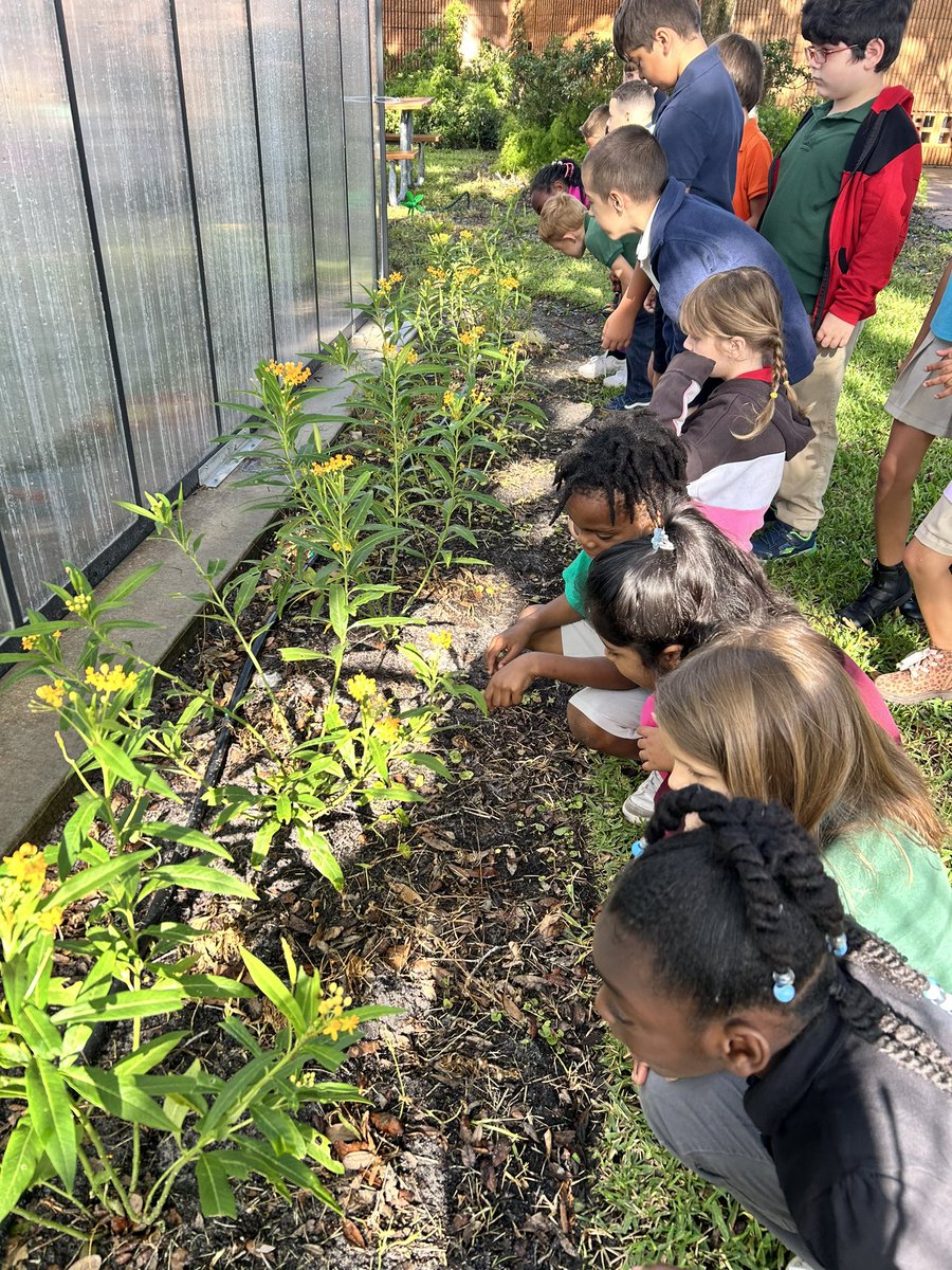 Mrs. Dos Santos first grade class enjoyed it observing the excitement happening inside our butterfly enclosure/outdoor classroom! Thank you Mrs. Coleman for the tour!