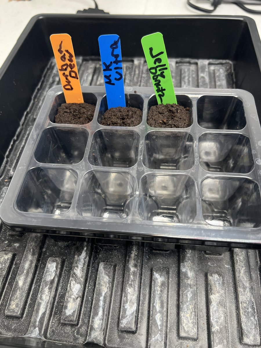 Planted 3 today. These will be moved to #DWC once they’re ready. #CannabisCommunity #GeneralHydroponics #growyourown #WeedLovers #StonerFam #STONER #Mmemberville #MarsHydro #Hydroponics #legalize