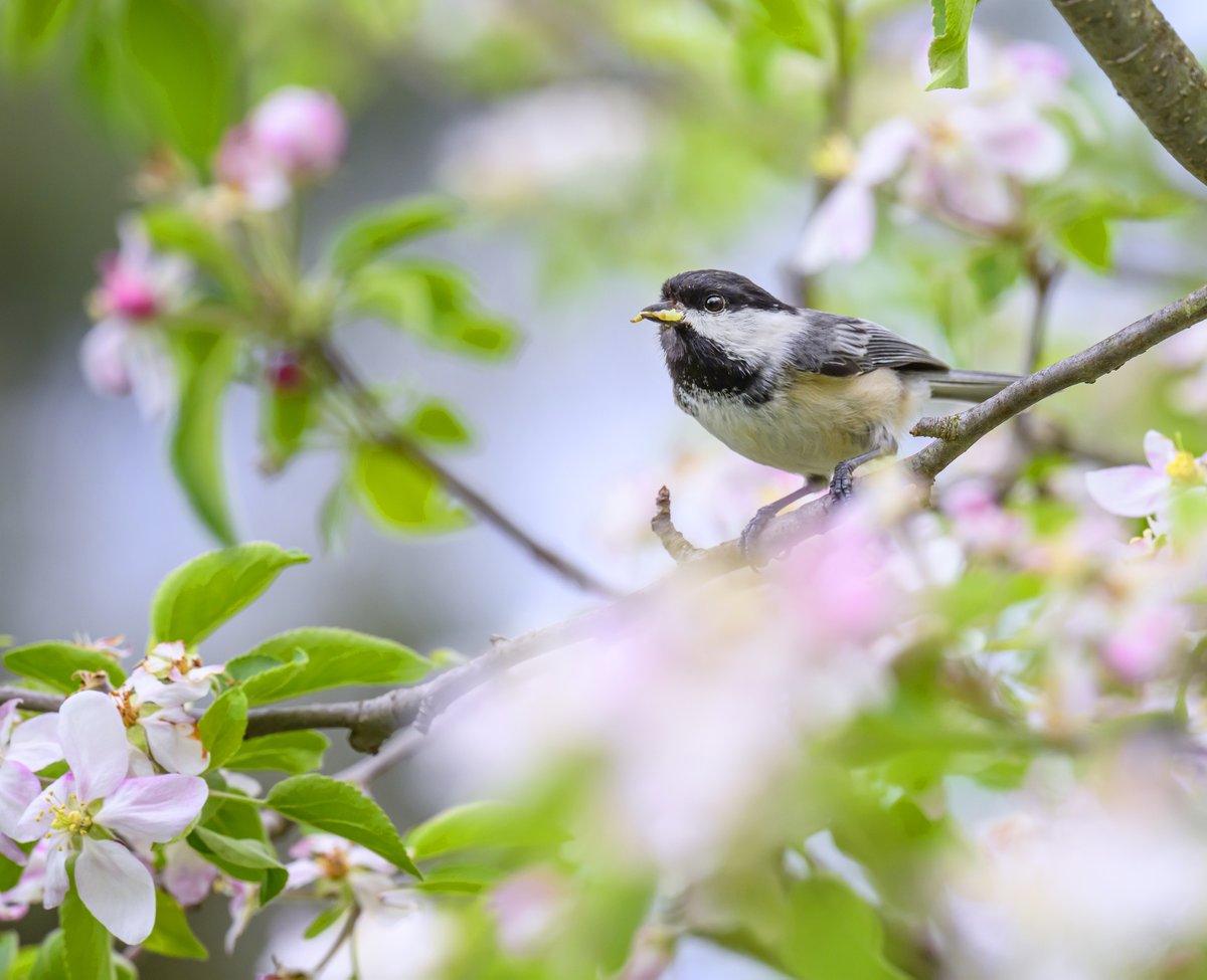 A Black-capped Chickadee finding tasty things to eat in one of the backyard apple trees.