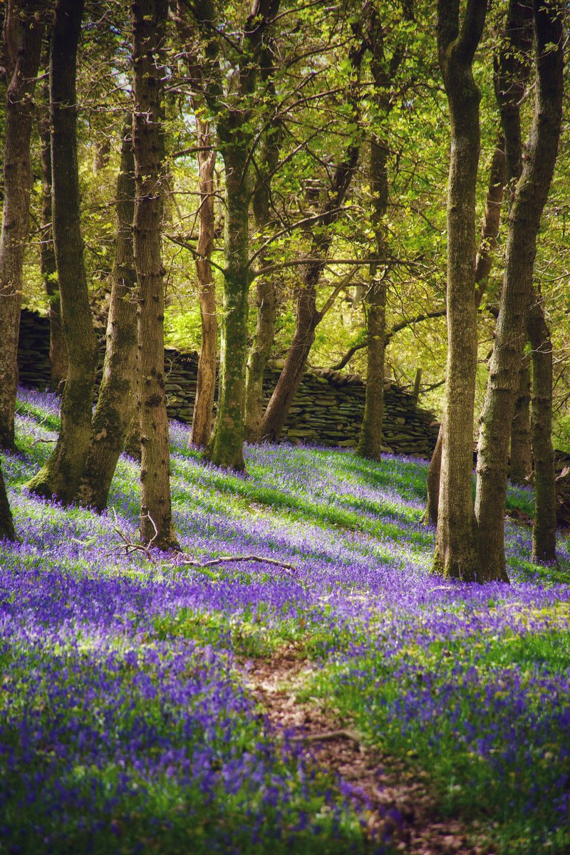 There is a quiet magic that can only be found in a bluebell wood in the Spring.