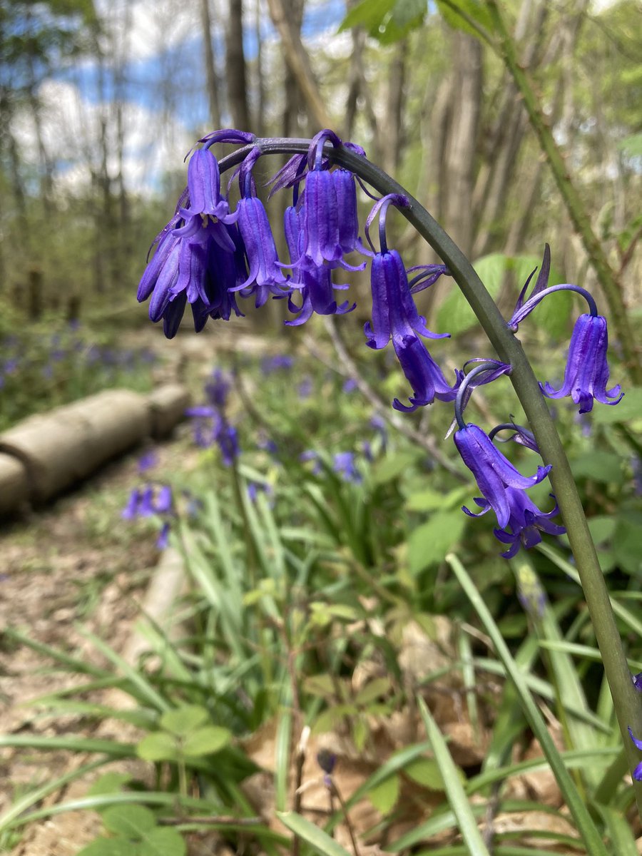 So that’s 16 bluebells 🙂 Only FOUR HUNDRED AND NINETY NINE THOUSAND, NINE HUNDRED AND EIGHTY FOUR left 🫤 All are English bluebells - Hyacinthoides non-scripta 🤗💜