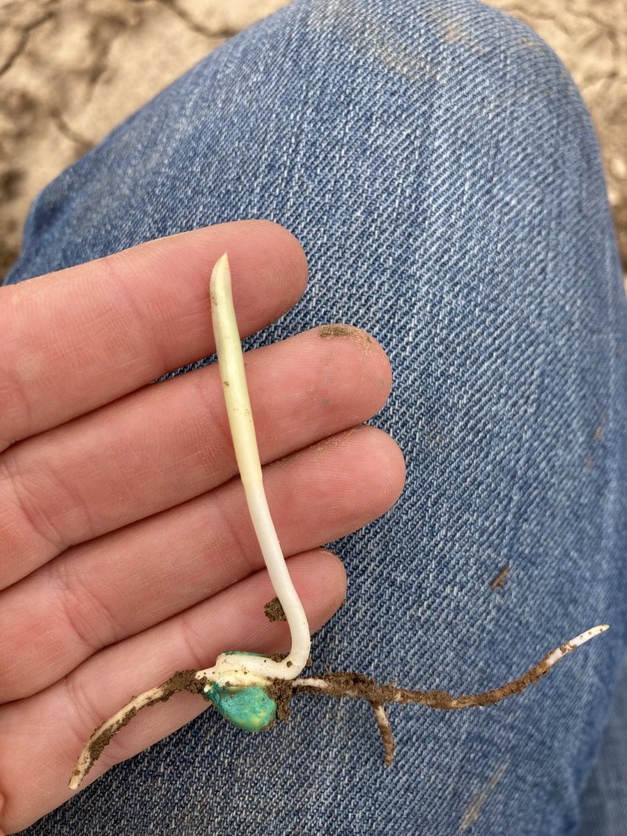 The coleoptile is a cool little tructure that protects the first corn leaf and ‘spikes’ through the soil surface. Once its job is done, it peels back and lets the leaf out. Can you see the leaf rolled up inside this coleoptile?