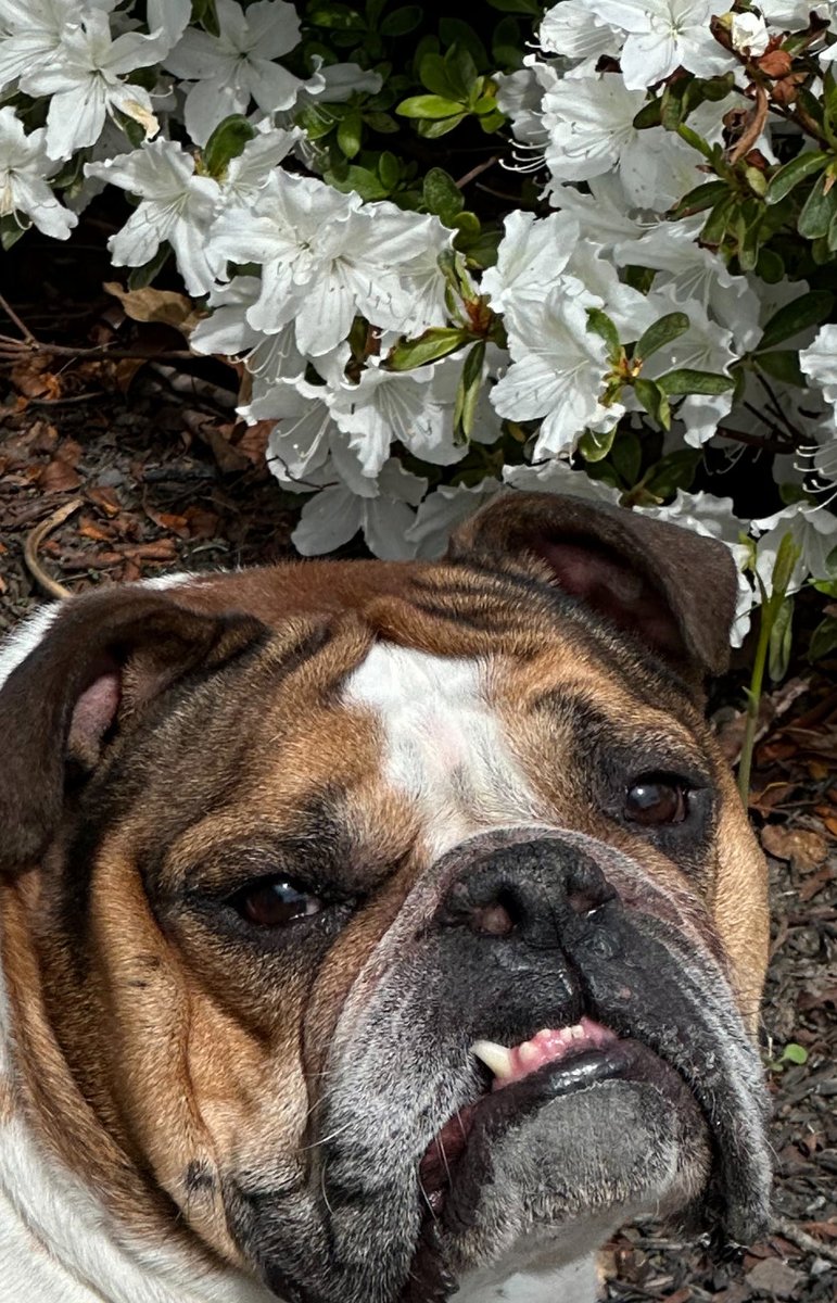 Hi, my name is Charlie.I was recently adopted and I thank God. Please have the heart to adopt. I am 5 years old and have found new happiness. I have too many brothers & sisters in shelters. I pray for all my brothers and sisters.Thank you. Xox LuLu’s and Junebug s bros, Charlie