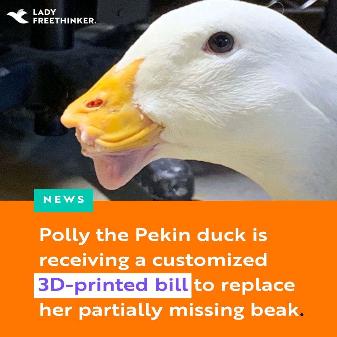 Polly the Pekin #duck was brought to a rehabilitation in #Georgetown, TX, with a severely damaged bill. Now, this special duck is having a 3D-printed bill custom-made for her at #SouthwesternUniversity! Read the full heartwarming story: ladyfreethinker.org/injured-duck-t…