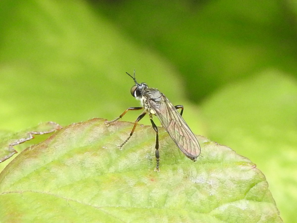 WarrenBirding's tweet photo. Eleven species at the Warren but still waiting for any 2024 arrivals on #WorldRobberflyDay. A selection below from @KeatleyAlan Dune, Common Awl, Stripe-legged & Violet Black-legged. https://t.co/DCncy8xg2Z