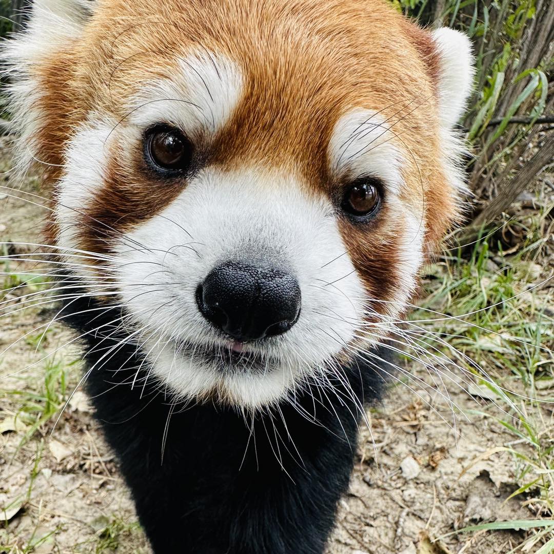Staring contest, anyone? 🤩

📸 @ZooMontana donated to save red pandas, and we are so grateful! 🙏 #ThankfulTuesday #ConservationPartner #SaveTheRedPanda