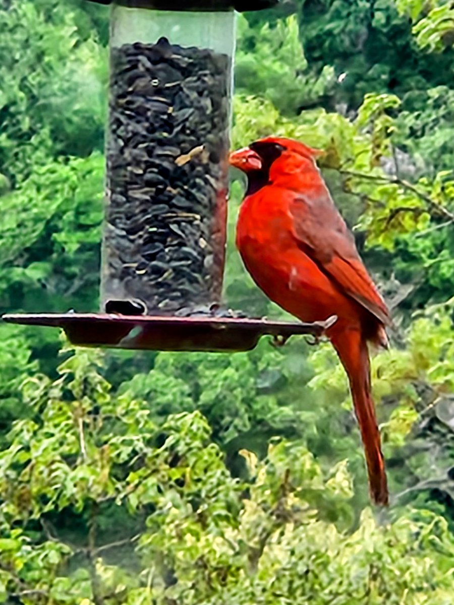 Good shot of our newest cardinal, Bruce @Gap422