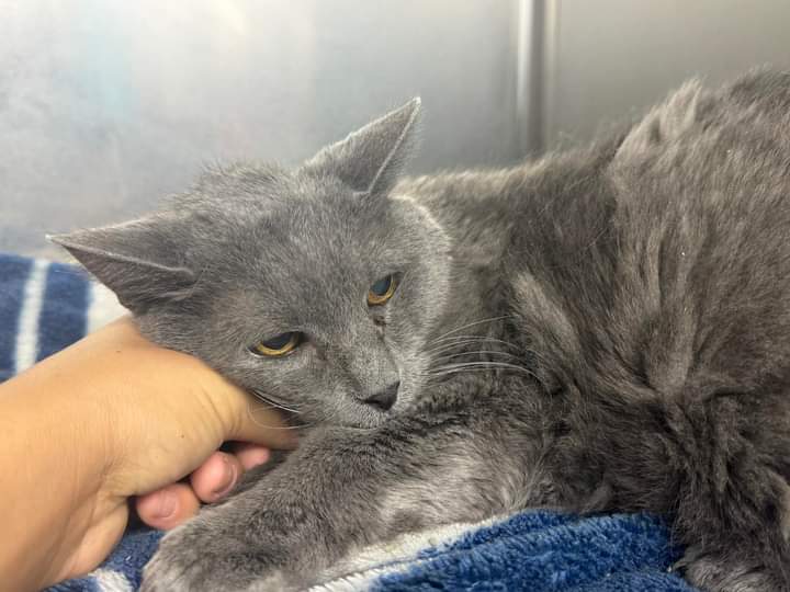 Enid, Oklahoma. URGENT. Smokey is a 17 year old spayed diabetic cat who was left at Wheatland Animal Clinic on a euthanasia request. Her owner passed away, and remaining family does not want her. 😭 she is very sad, but sweet despite her situation and losing her best friend.