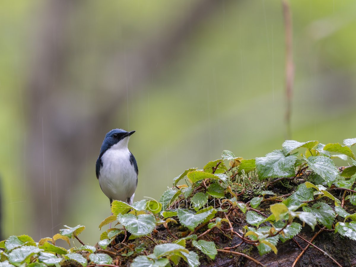 コルリ愛が止まらない2024

雨はいいぞ＾＾

＃野鳥　＃野鳥撮影　＃バードウォッチング　＃コルリ　＃コルリ愛が止まらない　#OMSYSTEM