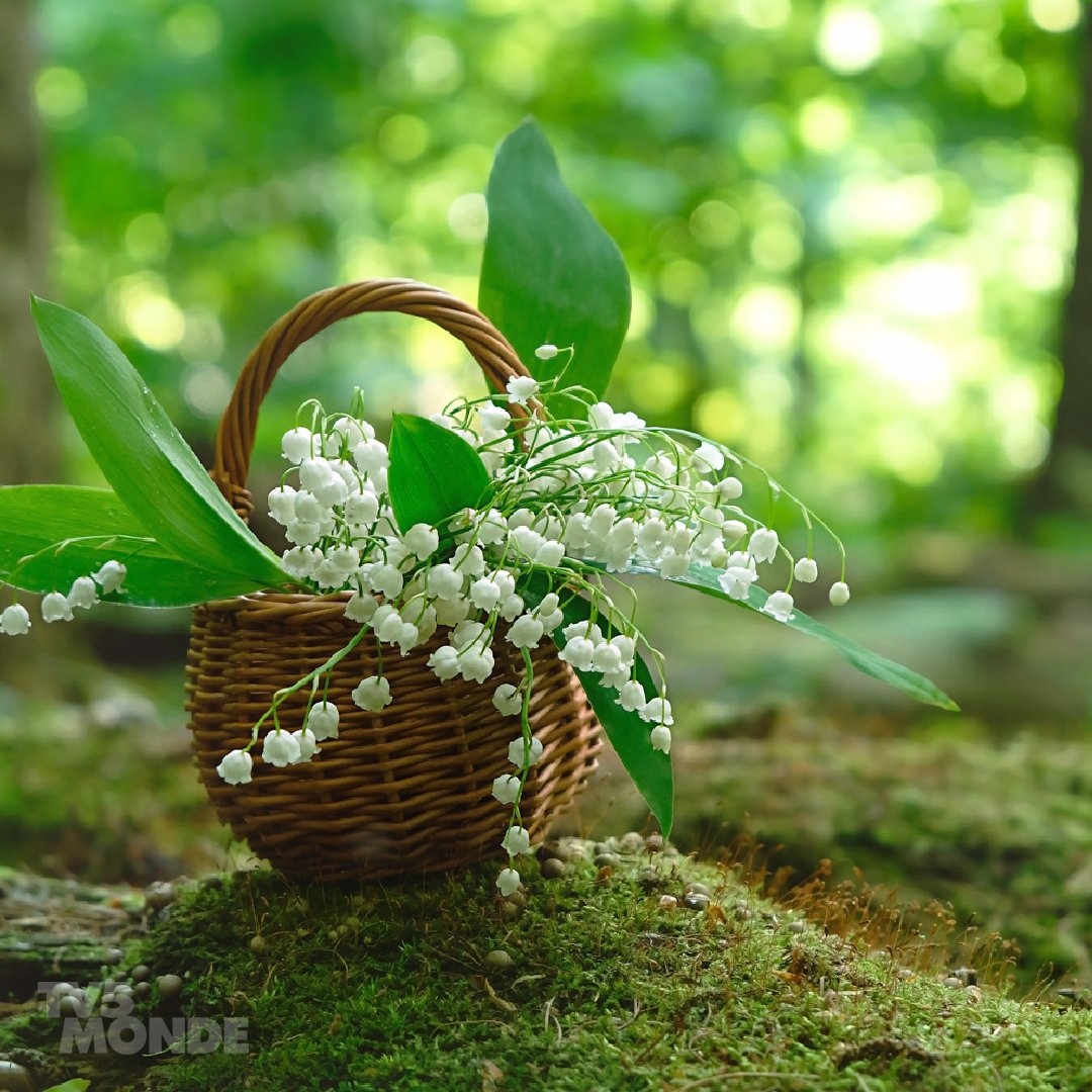 きょう5月1日は #スズランの日 スズランはフランス語で #muguet フランスではこの日に、愛する人やお世話になっている人にスズランを贈る習慣があります。❤