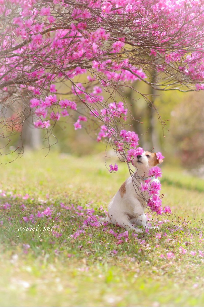 花を纏う。

#jrt #ジャックラッセルテリア #犬のいる幸せ #犬との暮らし #犬の笑顔 #とっとき
#シニア犬との暮らし #happydog