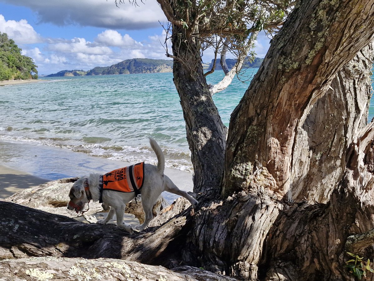 Our response to pest incursion on Te Haupa/Saddle Island is in full swing. Two rats have been caught just days after we set out freshly baited traps on Te Haupa/Saddle Island north of Auckland. Read more here: bit.ly/4b0i7hM