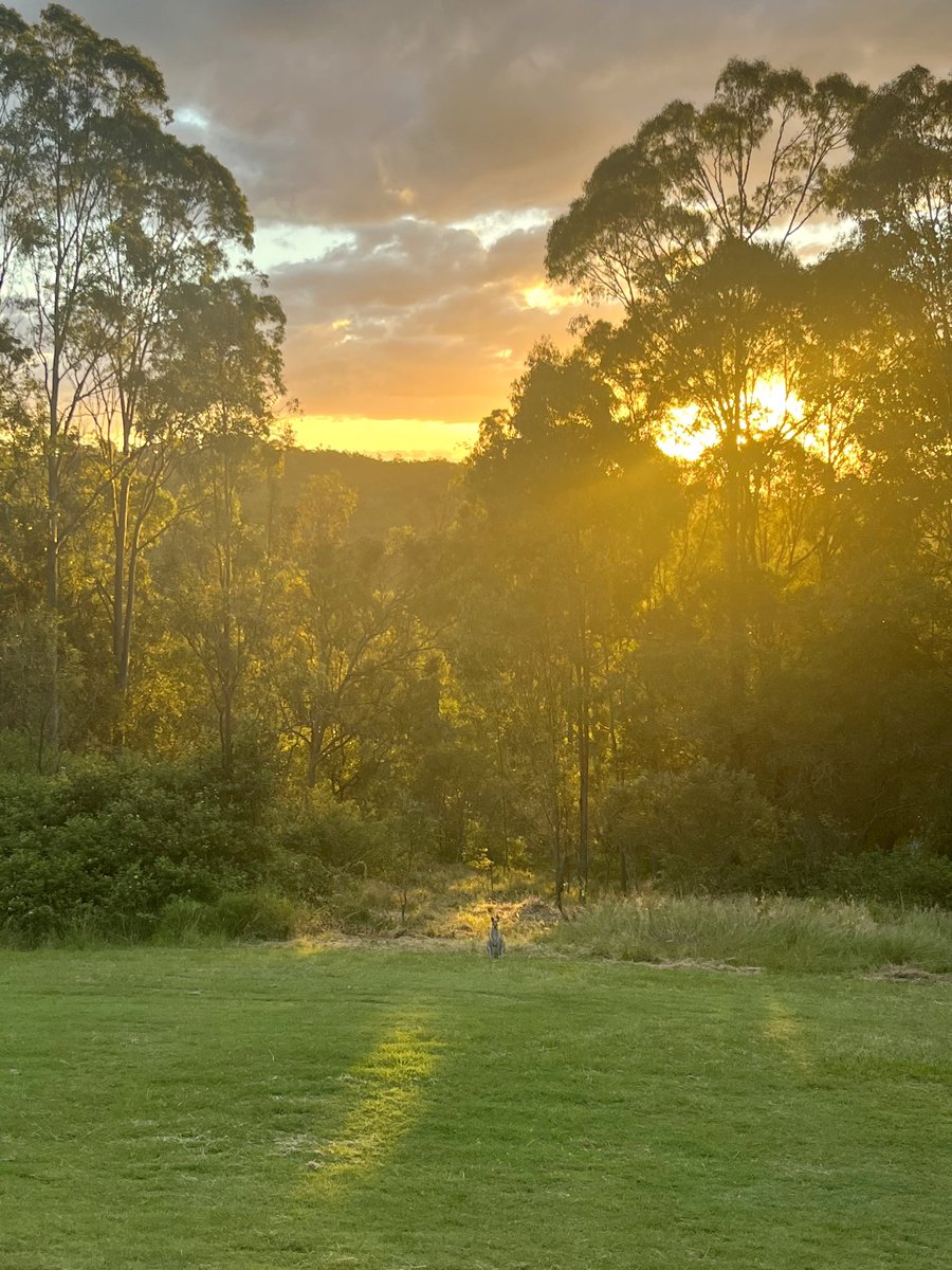 Where’s Wally Wednesday - No. 58

Like or comment once you spot the wallaby!

#Wallabies #WheresWally #WheresWallyWednesday #Marsupials #Australia #AustralianWildlife #DownUnder #BushLife