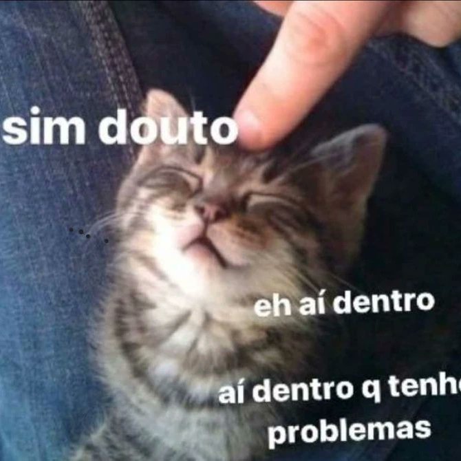 perfil dedicado a gatinhos e peitos (@odeiootaco) on Twitter photo 2024-04-30 22:48:08
