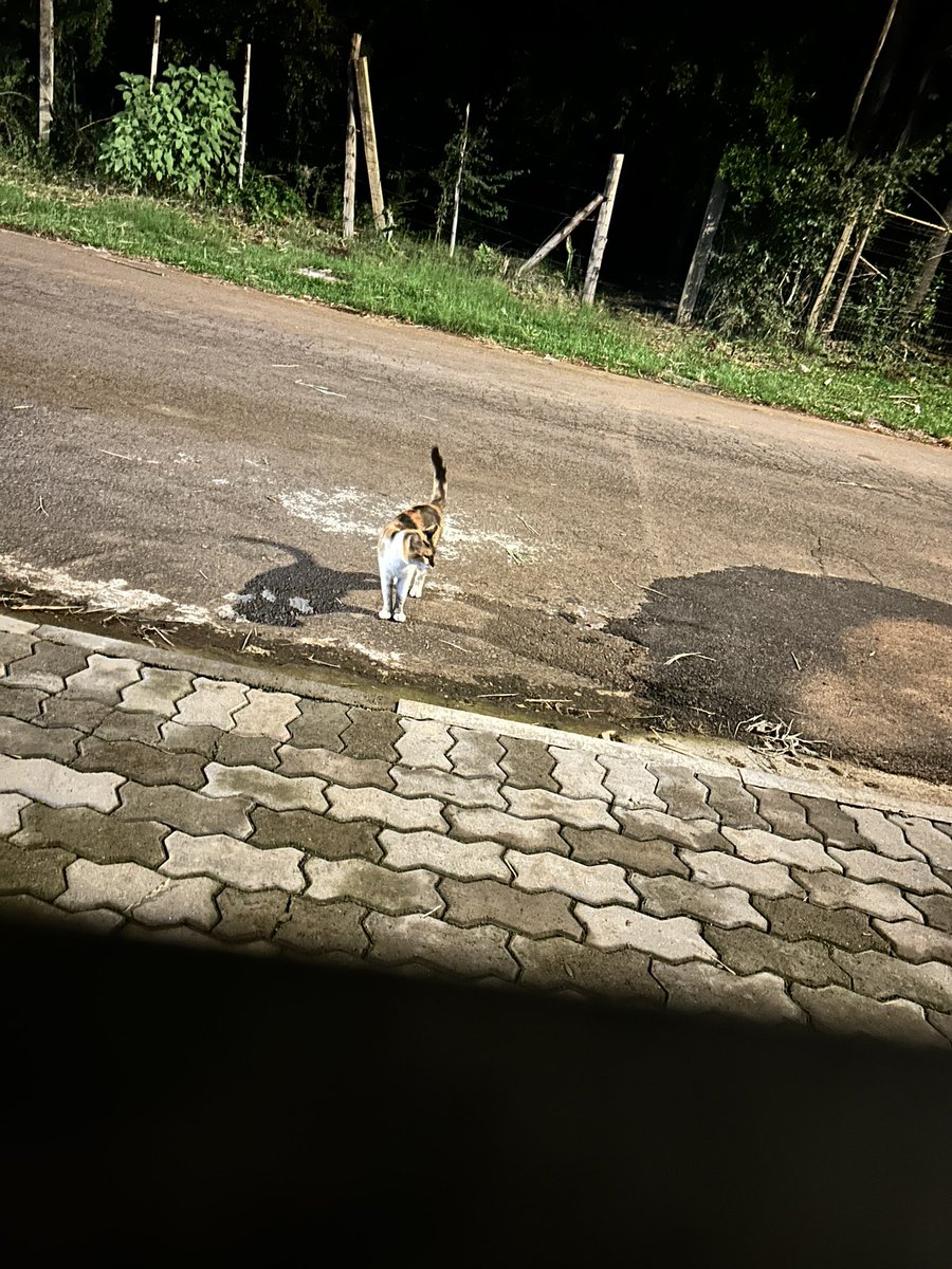 🆘URGENTEE, essa gata apareceu na frente do projeto AGORA (o RS está em alerta vermelho para as chuvas que vão ter hoje)! A clínica suspendeu nossos atendimentos! Precisamos de juntar R$165 pra fazer teste Fiv/FeLV nela e colocar ela pra dentro! 🆘

PIX: projetomiacasa@gmail.com