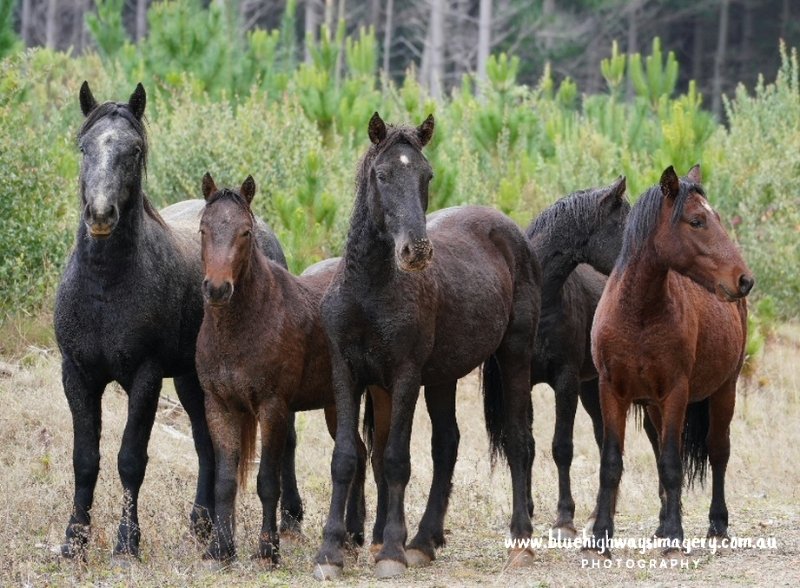 Wild Horses the Brumbies. 
bluehighwaysimagery.com.au 
#istandwiththebrumbies 
#Istandwithwildhorses