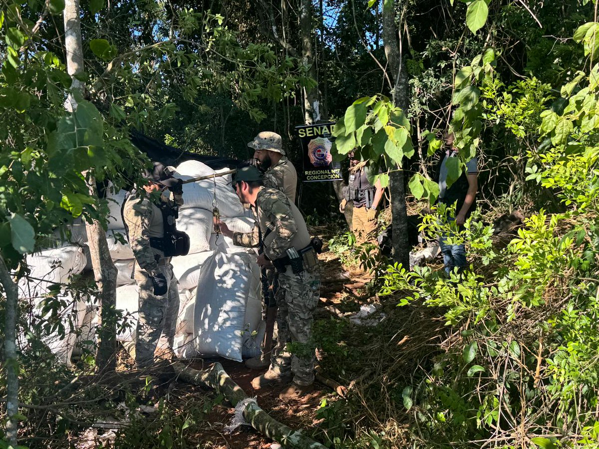 @senad_paraguay eliminó 12 toneladas de droga. Yby Yaú - Concepción📍 Se detectó en el lugar una parcela de casi 2 hectáreas y media de cultivos de marihuana, así como 4 mil 650 kilos de la droga ya cosechada y en bolsas. El lucro cesante para el narcotráfico es de 400 Mil $.