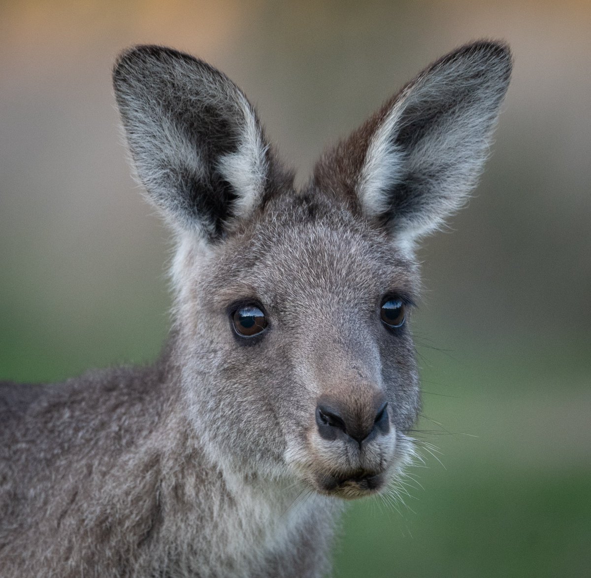 Kangaroo  - Jerrabomberra Wetlands