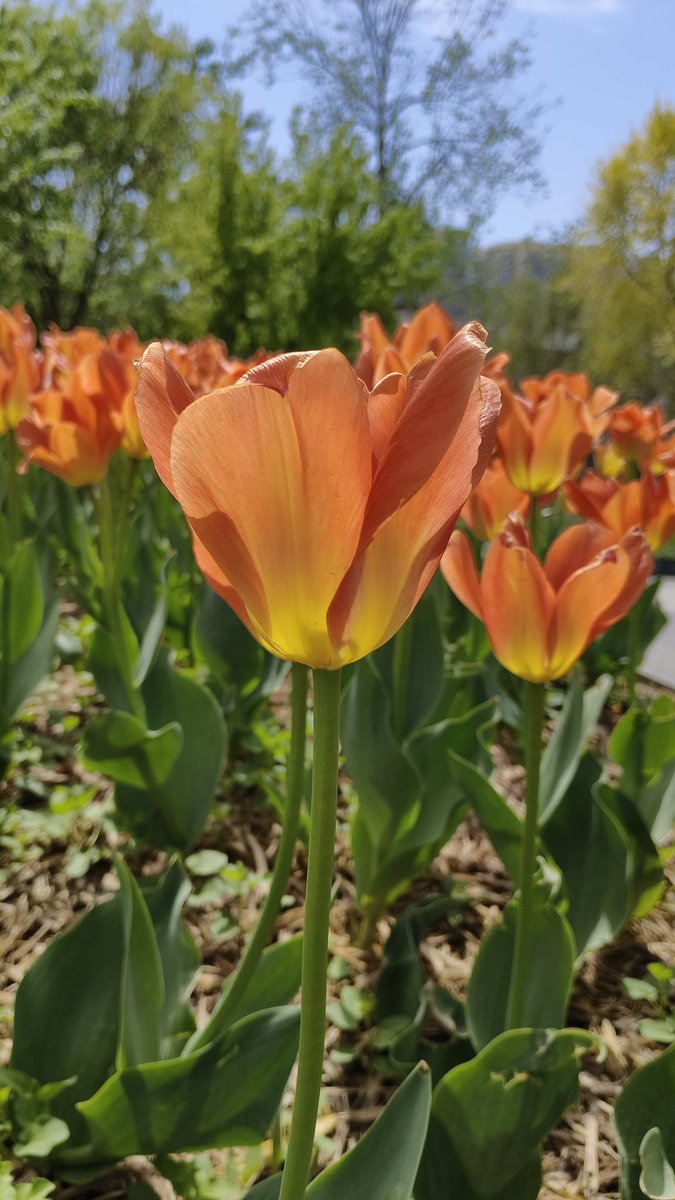 Blossom! #flower #TulipTuesday