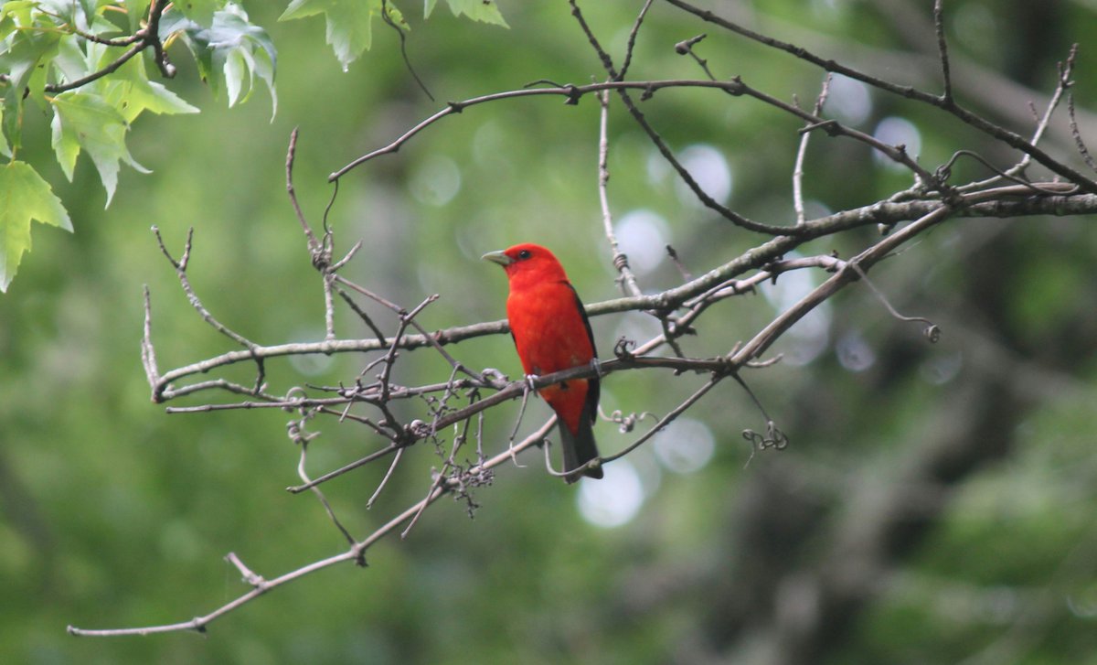 A scarlet tanager resting on a branch on a mellow day 🐦🌳