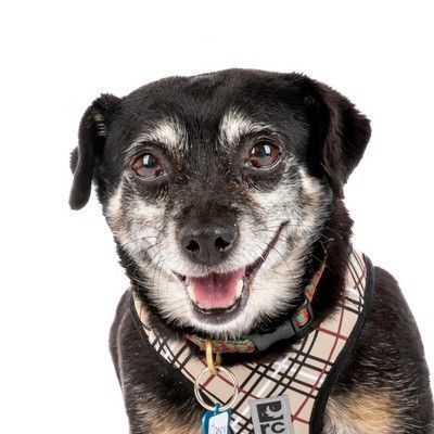 What a great day to #AdoptAShelterPet as it's #NATIONALADOPTASHELTERPETDAY! We'd love for you to #adopt a Muttville #senior, but wherever you live, check out petfinder.com for #rescuedogs near you. Right now, over 233,000 are listed. #AdoptDontShop!