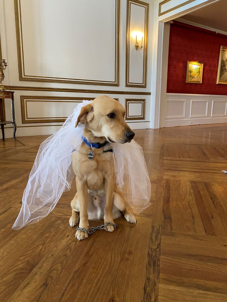 It's not #FairfaxFriday, but it is #NationalTherapyAnimalDay! And how could we let today go by without shouting our our favorite (and only) team #FacilityDog (aka our Chief Cuddle Officer)?! Learn all about #Fairfax & his work with the #UnchainedTeam here: buff.ly/3PH8j43