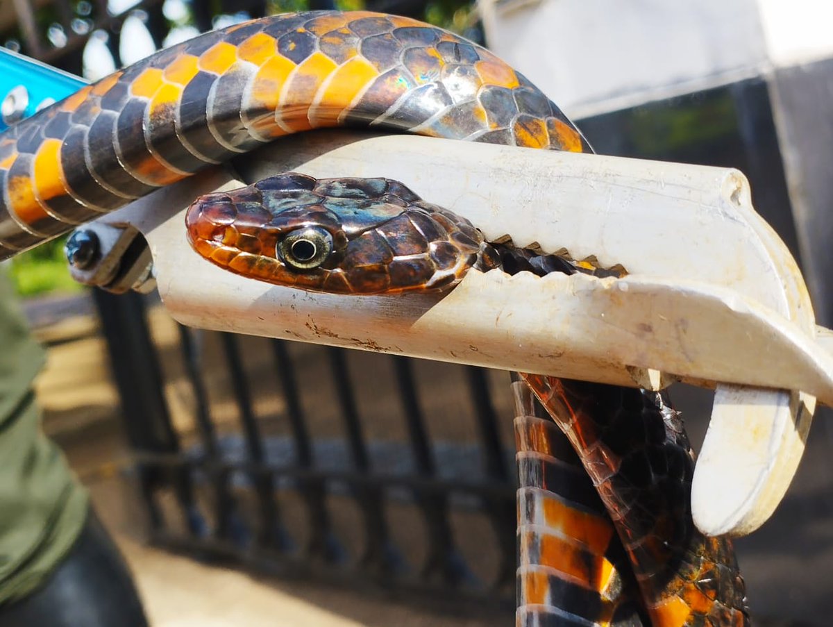 La Seccional @CarabinerosCol logra el rescate de una especie silvestre de nombre Científico 🐍 Chironius Scurrulos, la cual es liberada a su habita natural #DiosYPatria #SiemprePresentes #EsDeValientes Corporación CDA Guainía, Guaviare y Vaupés.