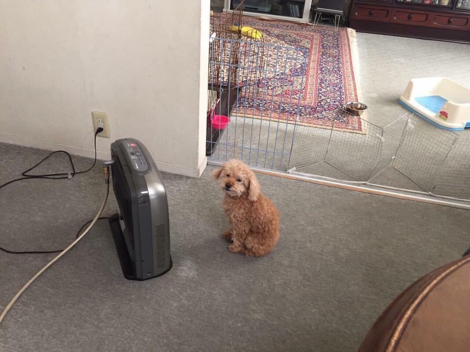 ワイに飼われると犬として堕落する法則。

あると思います😂😂

みんなこの表情なんやねん😂😂