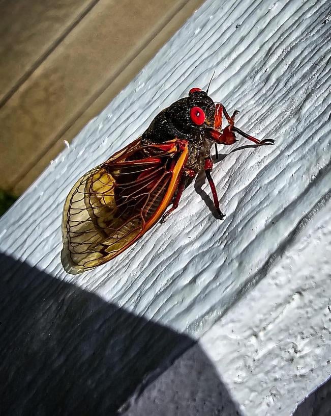 🔥Cicadas have arrived in the Southern US