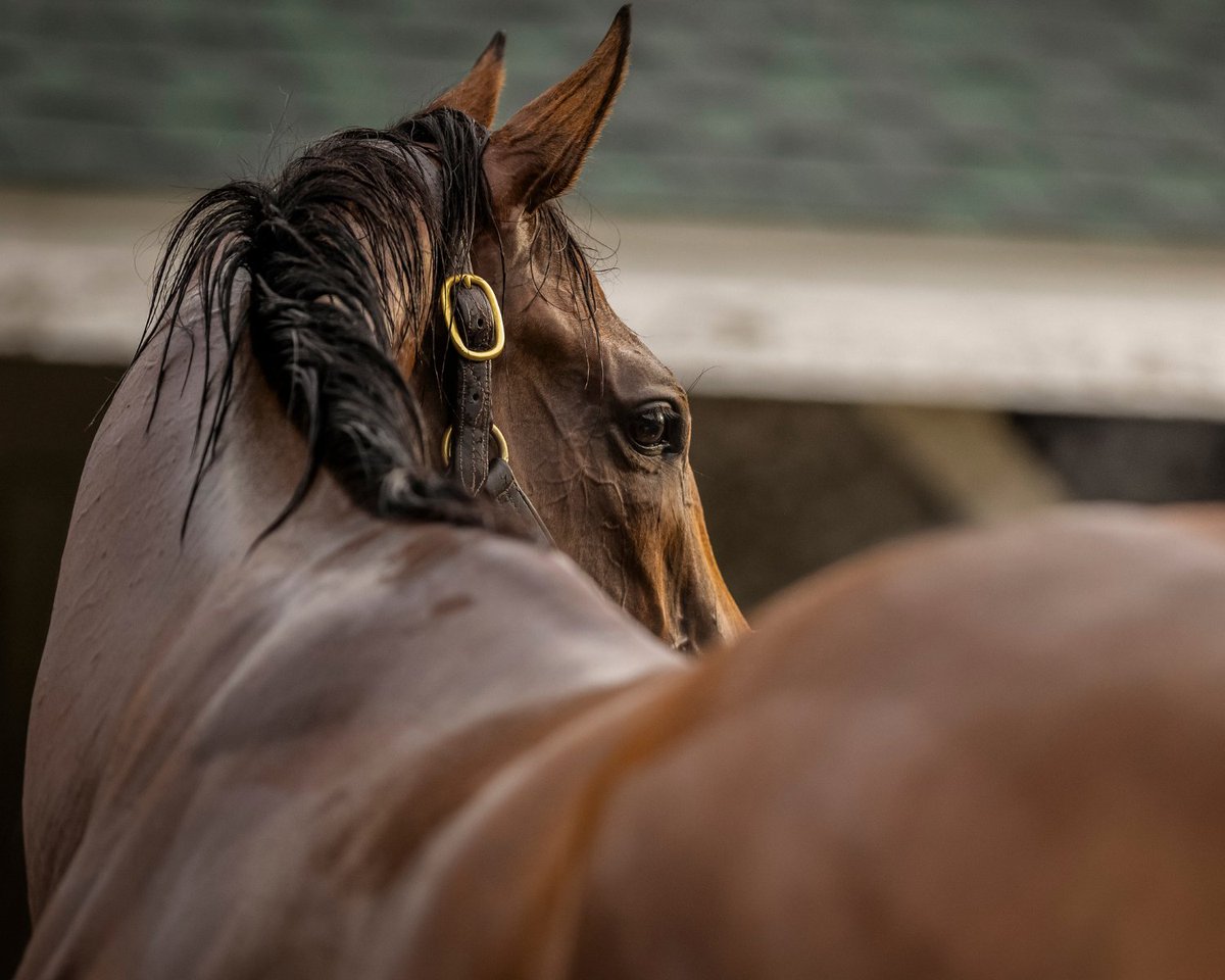 Into Champagne has her eyes on the Kentucky Oaks lilies 🌸