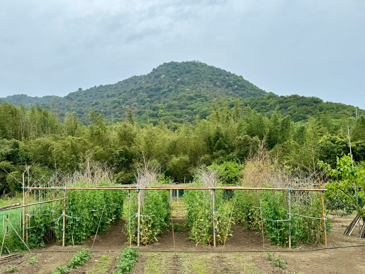 This is the neatest crop growing I've ever seen. Perfectly symmetrical; bamboo carefully assembled. Speaking to the farmer, he told us that all this was part of his 'personality.' He also gave us a bag of citrus fruit to take home. #SanukiHiroshima #Kagawa