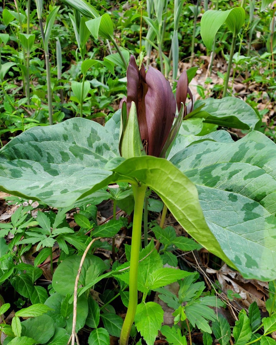 April showers 🌧️ bring May flowers 🌸