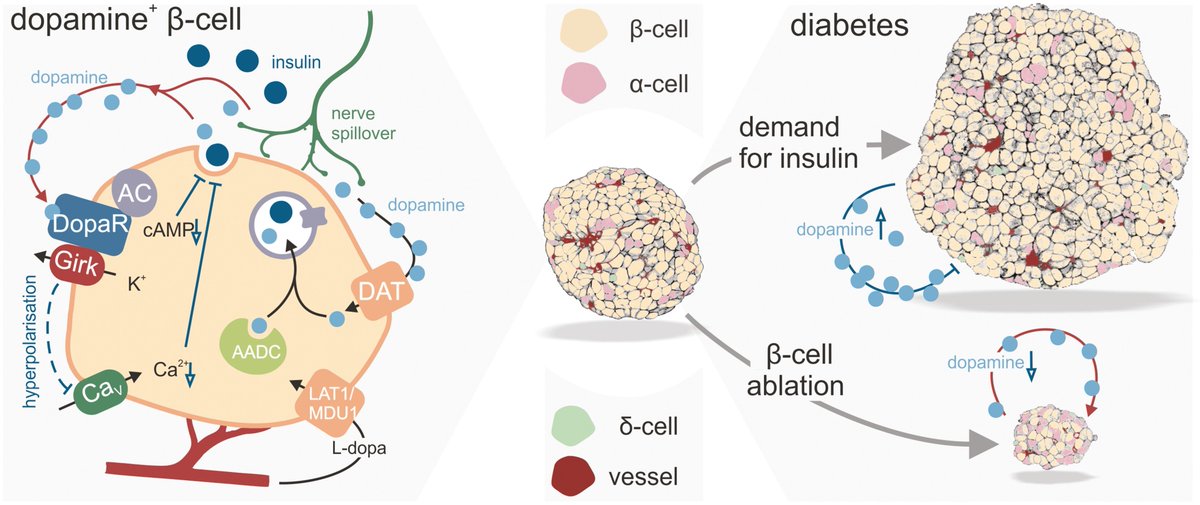 ✨ @UlsterUniBiomed scientists, including @AnanyaaSridhar, Dawood Khan (@d_khan28), @CharMoffett, and Nigel Irwin highlight a role for dopamine receptor signaling 🚦 in #IsletCell biology adaptations to various forms of #metabolic stress. 🧐 Check it out: bit.ly/4aUshAd
