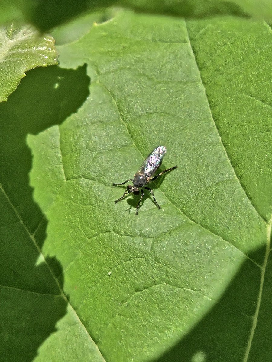 wreinhardt's tweet photo. Happened to see this Atomosia today for #WorldRobberflyDay https://t.co/O33j50vC7I