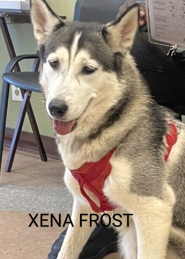 XENA FROST🩷 197883 #NYCACC 💉5/2 Beautiful, 2 yr old Husky! Surrendered for owners poor health😔 Had her since a puppy! Social, playful, loves car rides & baths💦 Friendly w/strangers, kids & dogs🤗 Lots of energy! Sleeps in her kennel PLEASE FOSTER/RESCUE #PLEDGE 🙏🆘💉😔