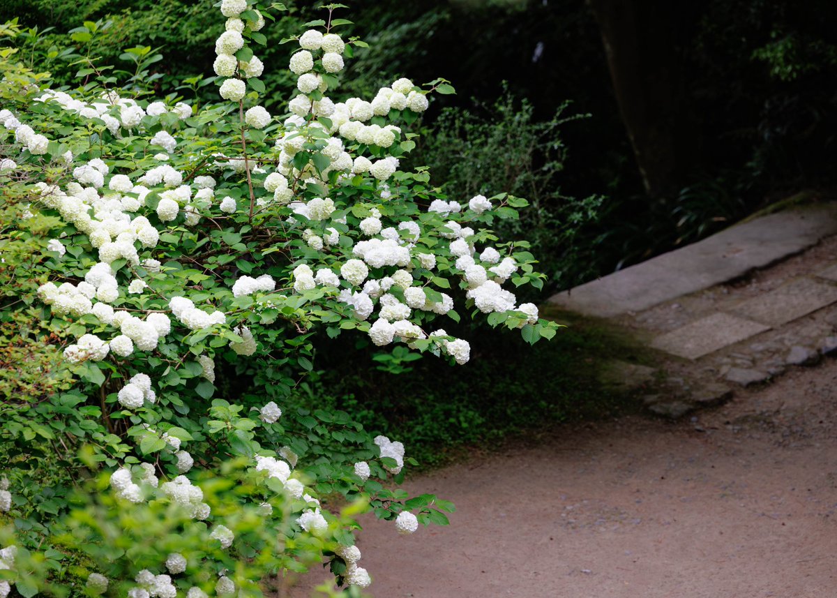 gansenji_temple tweet picture