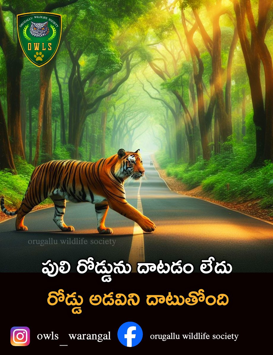 owls_warangal's tweet photo. THE TIGER ISN'T CROSSING THE ROAD
THE ROAD IS CROSSING THE FOREST
#Savetheforests #savethewild #savethetigers #savebigcat #savebiodiodiversity #saveearth #Orugalluwildlifesociety #wildwarangal #Telanganawild https://t.co/NVNTyuZiTj