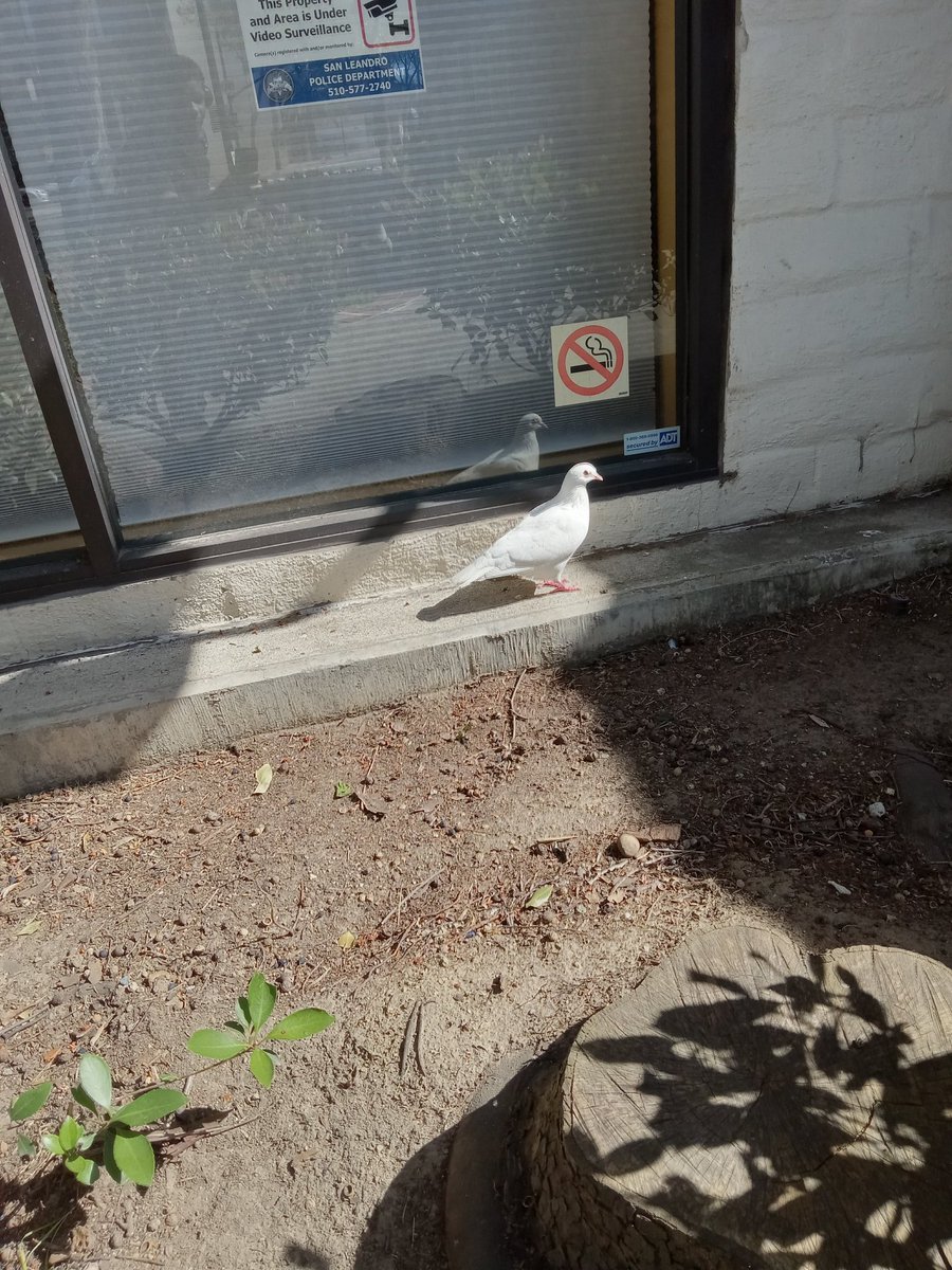 LewdHotRod's tweet image. A wild dove appears