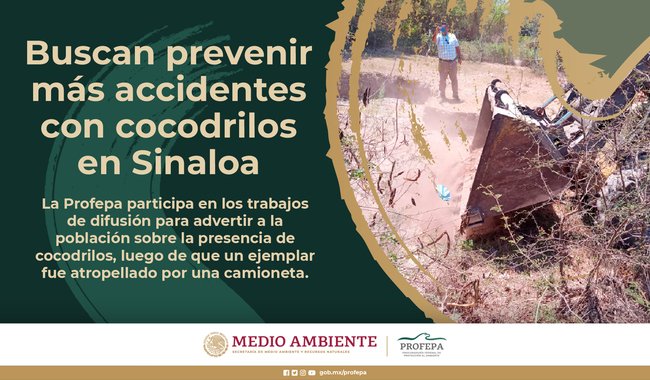 ◾️Buscan prevenir más accidentes con cocodrilos en #Sinaloa La Profepa participa en los trabajos de difusión para advertir a la población sobre la presencia de cocodrilos en Culiacán 🐊🔍 ¡Entérate!➡️ bit.ly/3UGd2Fq