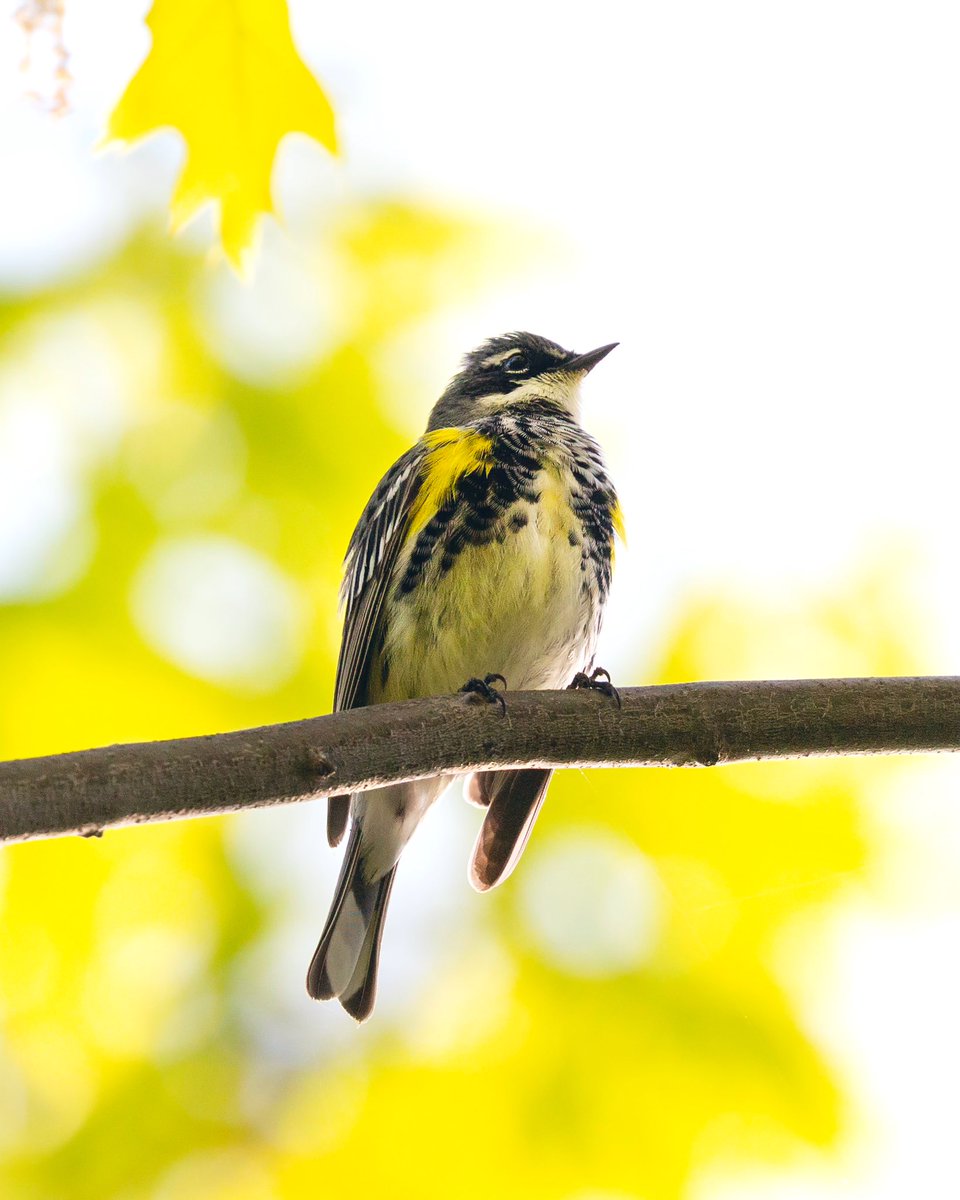 Yellow-rumped Warbler in Fort Tryon Park this evening #birdcpp
