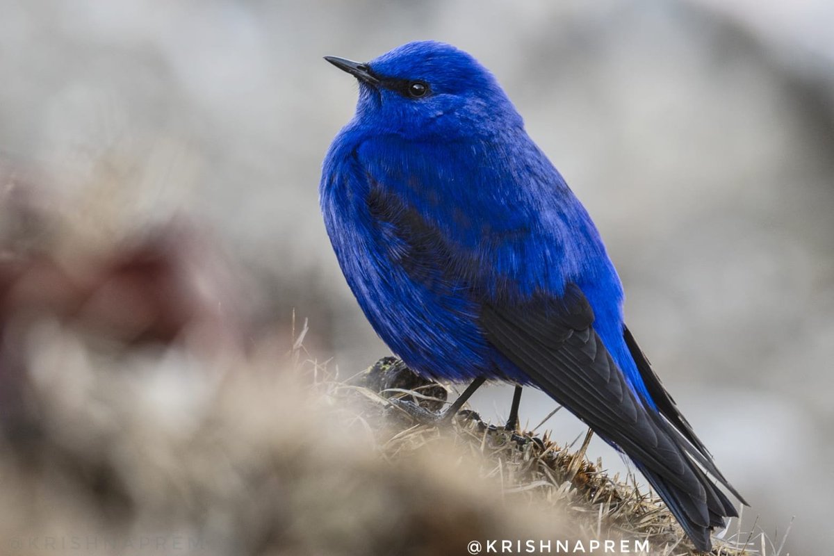 #indiaves #ThePhotoHour #BirdsOfTwitter #TwitterNatureCommunity #wildplanet #wildlife #BBCWildlifePOTD  #BirdsSeenIn2024 #NatureIn_Focus #birdtwitter #birds #natgeoindia Grandala . Pic by my son Krishna Prem from his recent birding trip to Arunachal Pradesh.