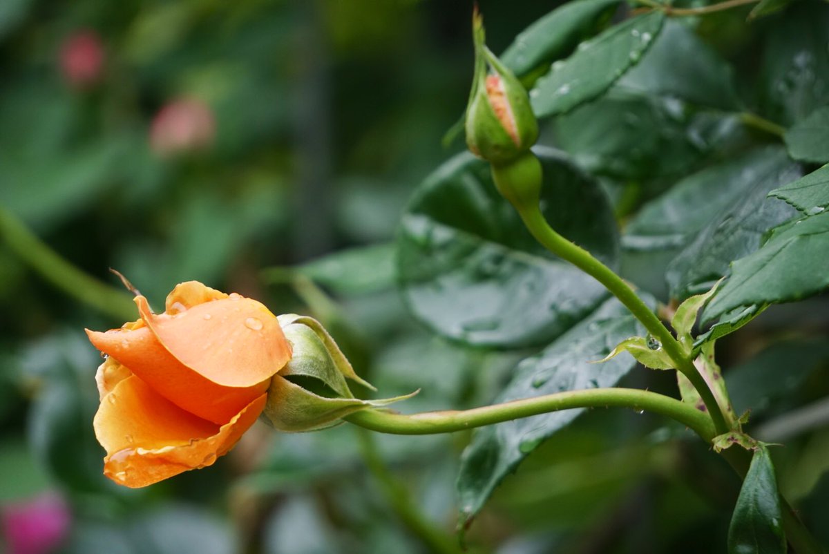 風薫る5月の始まりは雨… 花開くのを待つ… おはようございます😃