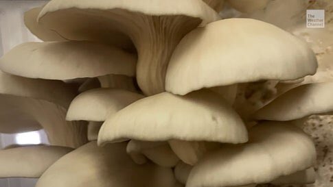 How Mushrooms Can Help Save The Planet
HOW AWESOME IS OUR GOD!
A PURPOSE FOR EVERYTHING! weather.com/science/enviro…