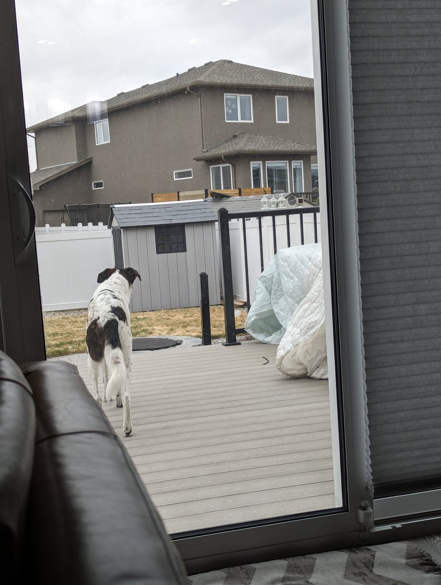 When your dog stares down a bag that floated into the yard, thinking it was an animal.