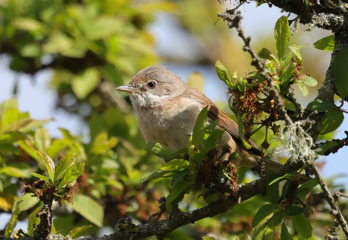 Common Whitethroat in the North bushes, Minsmere. @RSPBMinsmere @RSPBEngland @suffolksnaps