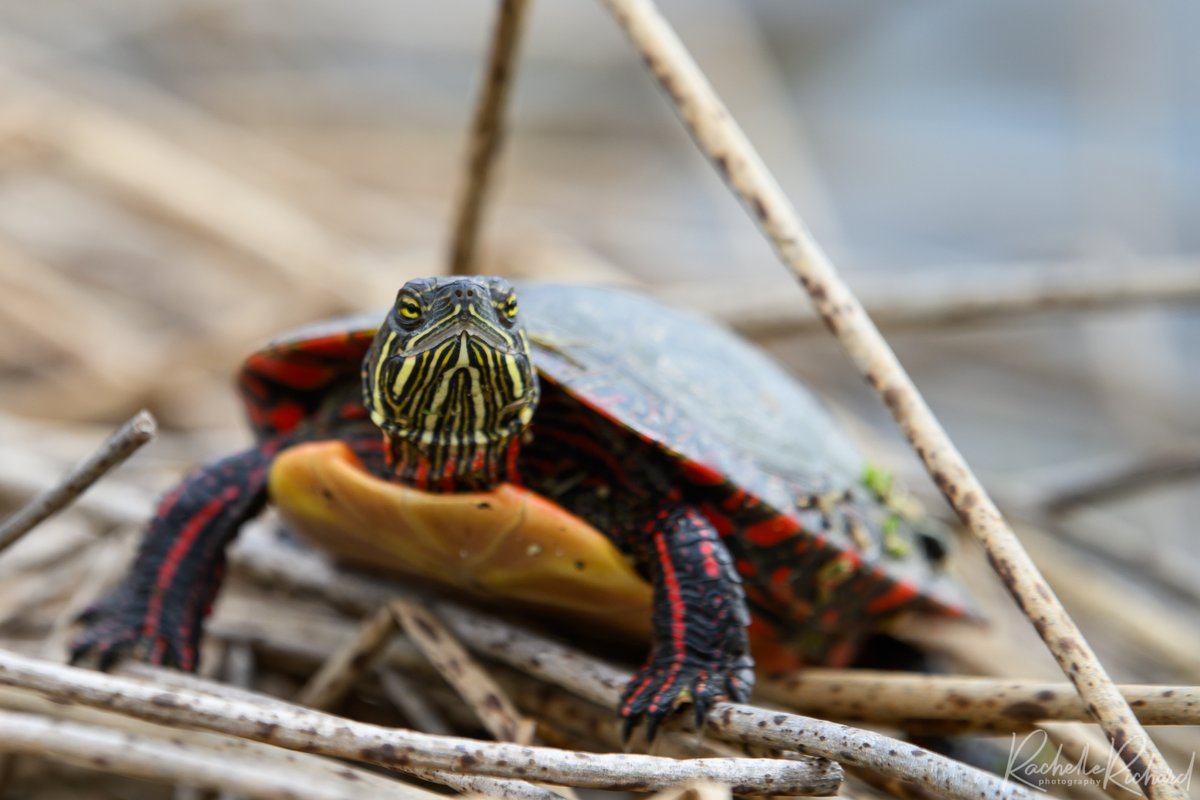 Turtle Tuesday, you'd think it would look happier about that. #ThePhotoHour #turtletuesday #sharecangeo #shareyourweather #bbcearth @KMacTWN instagram.com/rachelle_richa…