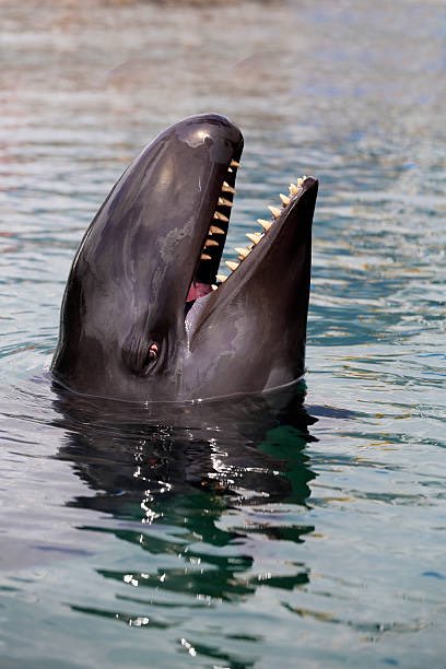 underrated cetacean 🚬