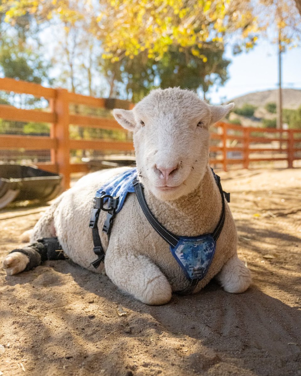 In 2022, Pippa found a home at Farm Sanctuary after “failing to thrive” on a farm that raised lambs for meat. The farm told us that as a “commercial operation,” they lacked time & funds to invest in her care. 

Now, Pippa’s safe with us & will never feel unloved again. 🥹💚