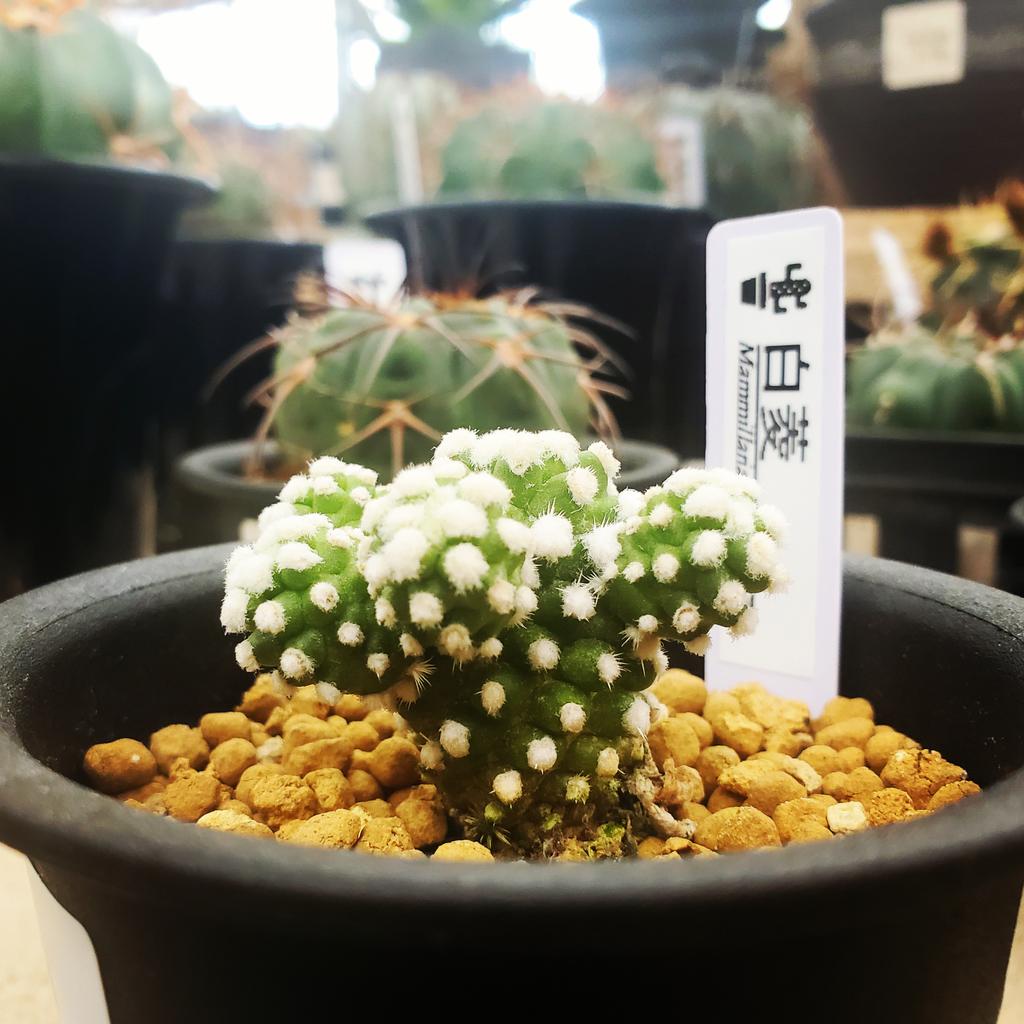 マミラリア・白菱🌵🌵

#白菱
#mammillaria
#花園グリーンセンター
#花園
#埼玉
#園芸
#サボテン
#多肉植物
#観葉植物
#植物のある暮らし
#ビザールプランツ
#アガベ
#agave
#copiapoa
#caudex
#cactus
#cactuslover
#suculentas