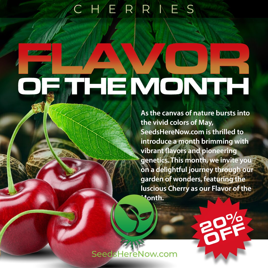 Enjoy this fruity extravaganza at 20% off all month long.
Let the Cherry strains serenade your senses and your garden with their exquisite bouquet: tinyurl.com/SHN-On-Sale 

#seedsherenow #CannabisCommunity #cannabislife #420friendly #420Life #cannabisgrowers